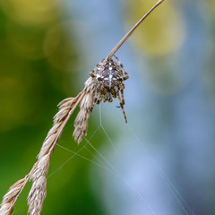 Female garden-spider sitting in her nest awaiting prey