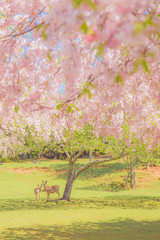 奈良公園　枝垂れ桜と鹿　２
