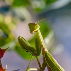 Green mantis female sits on a rose bush