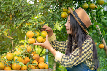 Smiling young beautiful Asian woman girl farmer working in organic orange farm and harvesting the ripe orange. Happy woman gardener preparing orange fruit for agriculture food production industry.