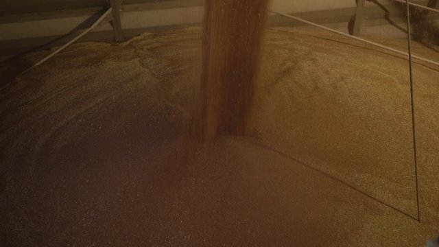 Wheat Grains Falling Into Silo. High Angle