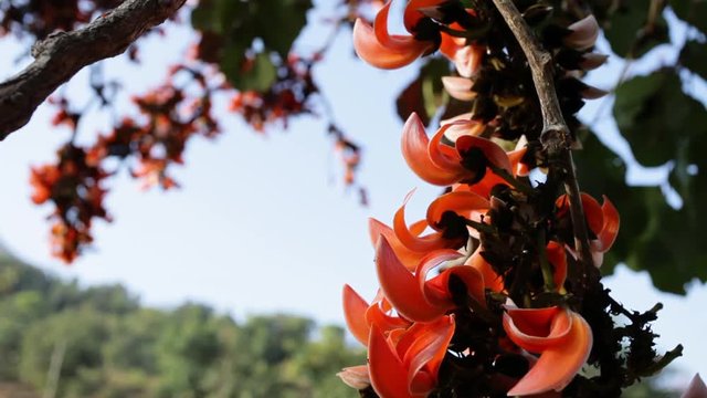 Flowers on flame of the forest or Palash tree look like the beak of a parrot in orange found blooming in the western ghats of India during start of summer season , it looks like the forest is on fire