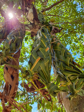 Kora or Kro is a weave that is used to wrap or wear fruits such as jackfruit and Champa. In order to prevent the larvae invading the fruit. Generally made from fresh or dried coconut leaves.