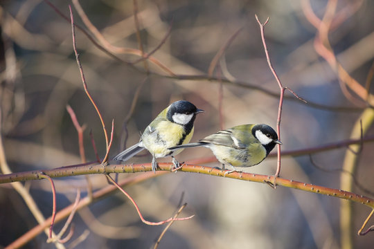 two great tits on bush twing