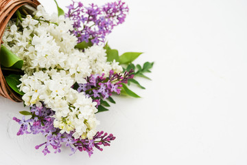 Lilac flowers in pot on white background. Top view, flat lay, copy space