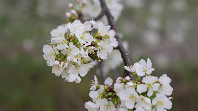 White spring cherry blossom. Spring time. slow motion