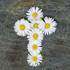 Obraz premium Christian cross made of white daisy flowers on a gray slate plate