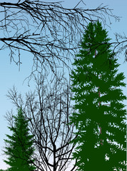 bare and evergreen trees on light blue background