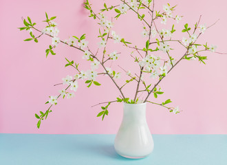 blooming cherry branches in white vase on double pastel pink and blue background.