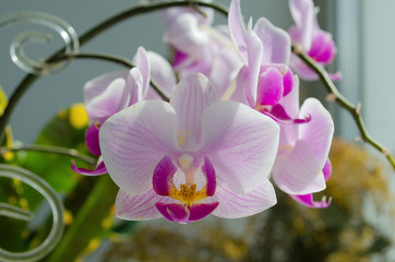 Fototapeta premium blooming Orchid Phalaenopsis pink at home