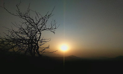 Fototapeta premium sunset in the forest