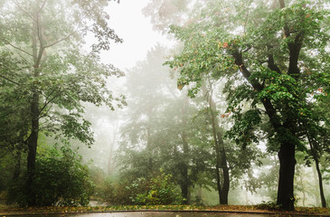 Foggy and cloudy alley in the forest park. Romantic walky mood. Postcard concept. Perspective picture of leafes on the trees.