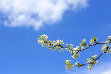 Beautiful blossoming tree branches outdoors on spring day