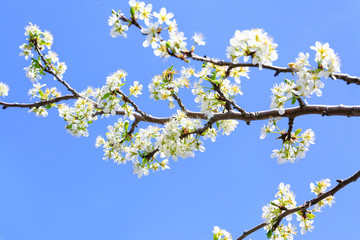 Beautiful blossoming tree branches outdoors on spring day