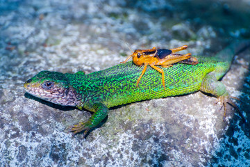 European green lizard with a locust on its back