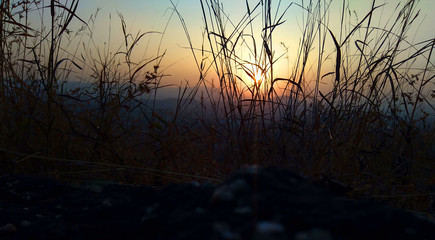 Obraz premium sunset on the grass