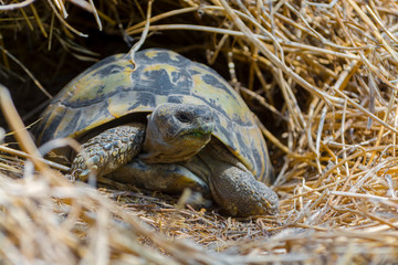 Hermann's tortoise comes out from wintering shelter