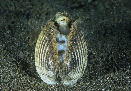 The Coconut Octopus In Shell.