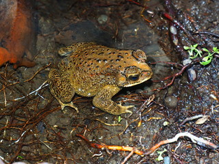 The amazing and mysterious wild world of Indonesia, North Sulawesi, Manado, tropical frog
