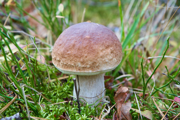 Boletus edulis in the grass,young porcino mushroom grows in the forest on the glade