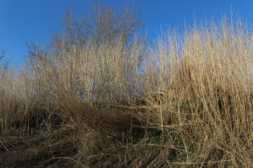 dry grass on the slope
