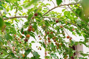 Dovyalis hebecarpa, with common names Ceylon gooseberry, ketembilla, and kitambilla, is a plant in the genus Dovyalis, native to Sri Lanka and southern India