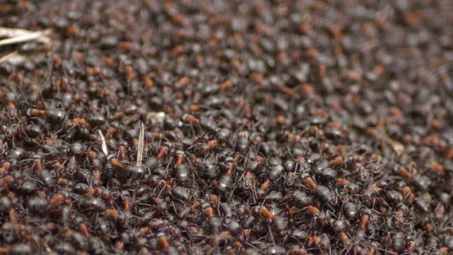 The great forest ants woke up in the spring