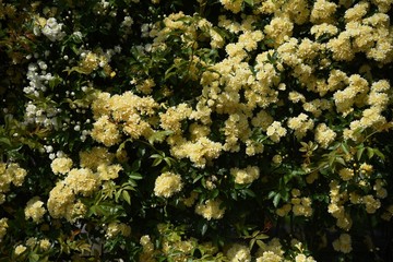 Banksia rose arch / Rosaceae evergreen vine shrub