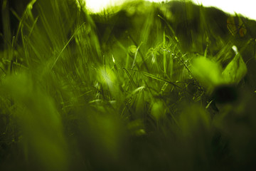 Źdźbła trawy i skrzyp polny na dnie lasu przebijający się przez opadnięte gałęzie runa leśnego. © Adam