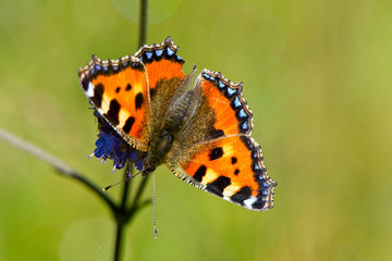 Small Tortoiseshell butterfly (Aglais urticae), nectaring on a flowerhead, Cornwall, England, UK.