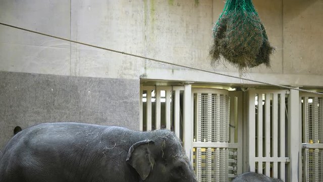 Asian elephant eating with his trunk in the sky at zoo.