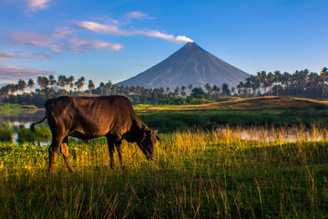 Mayon Volcano rice field with Cow in Legazpi City Albay Philippines