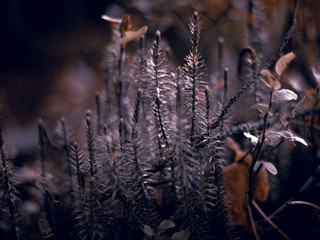 Widłak jałowcowaty na dnie lasu przebijający się przez opadnięte gałęzie runa leśnego. © Adam