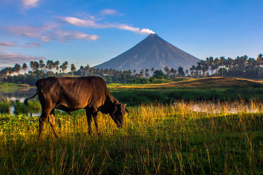 Mayon Volcano rice field with Cow in Legazpi City Albay Philippines