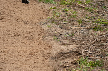 Photo of the garden before and after its processing. Cleaning the soil from weeds and plowing the land.