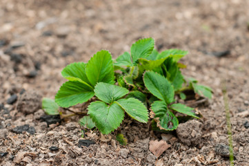 Growing strawberries at home on a home garden.