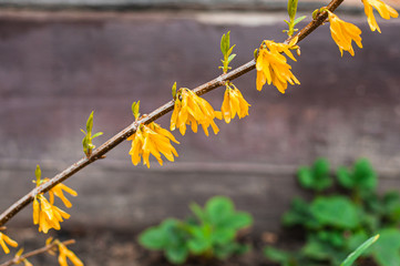 A branch running along the diagonal of the frame with small blooming yellow Forsythia flowers.