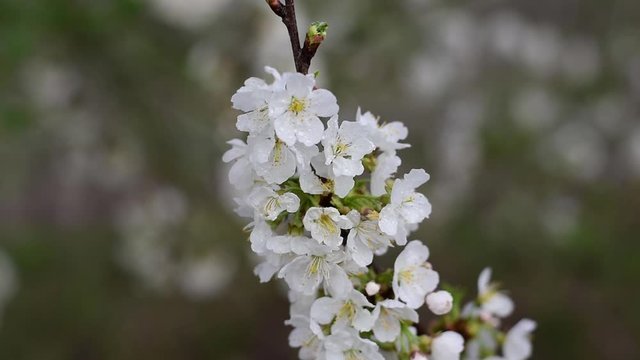 White spring cherry blossom. Spring time. slow motion Full HD.