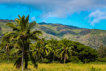 Fototapeta na wymiar Hawaiian Palm Trees