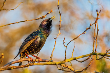 European Starling - Sturnus vulgaris, beautiful perching bird from European meadows and gardens, Zlin, Czech Republic.