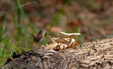 Eurasian Wren (Troglodytes troglodytes) in summer
