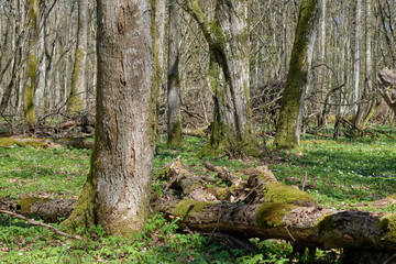 Linden tree deciduous forest in spring
