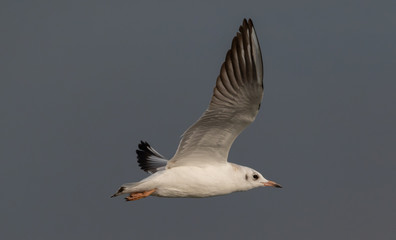 Juvenile Black-headed gull (Chroicocephalus ridibundus) in flight