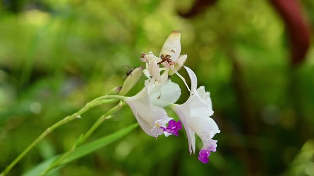 Orchid Mantis, Hymenopus coronatus; a fly approaches and climbs on the orchid and on the Mantis and then is was captured with its forelegs and eaten alive.