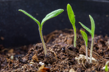 newborn plants of tomatoes vegetables in nursery