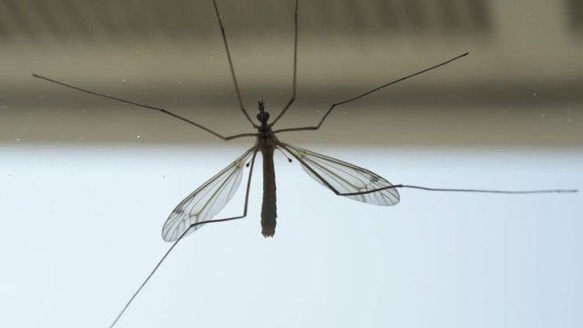 Crane Fly On The Outside Of Residential House Window