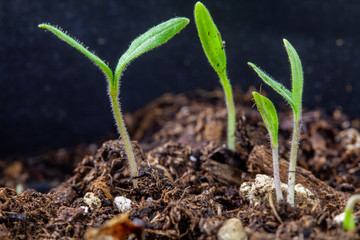 newborn plants of tomatoes vegetables in nursery