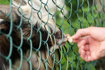 Hungry goat eating bread from hand. Animal feeding on the farm, feeding time at the petting zoo....
