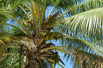 small closeup of a palm and coconuts