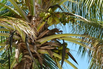 palm leaves and nuts on the tree